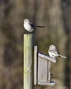 Northern Mockingbirds