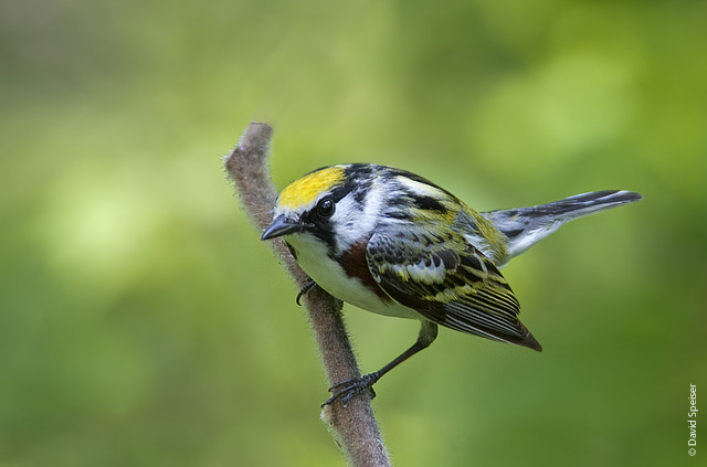 Chestnut-sided Warbler