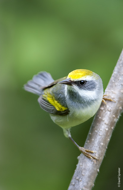 Golden-winged Warbler (female)