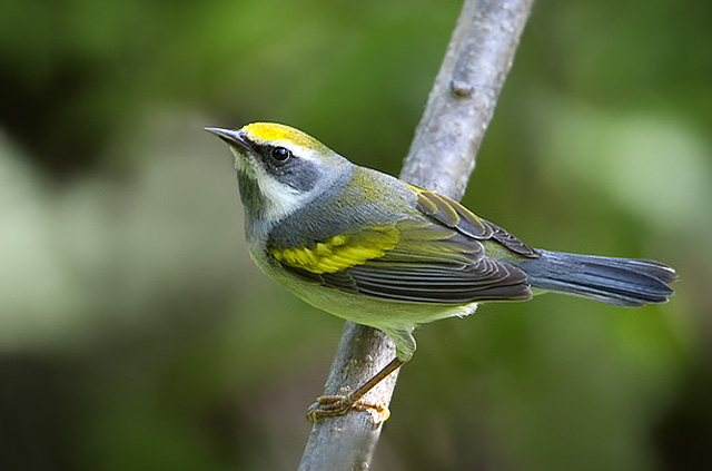 Golden-winged Warbler (female)