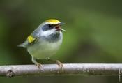 Golden-winged Warbler (female)