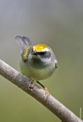 Golden-winged Warbler (female)