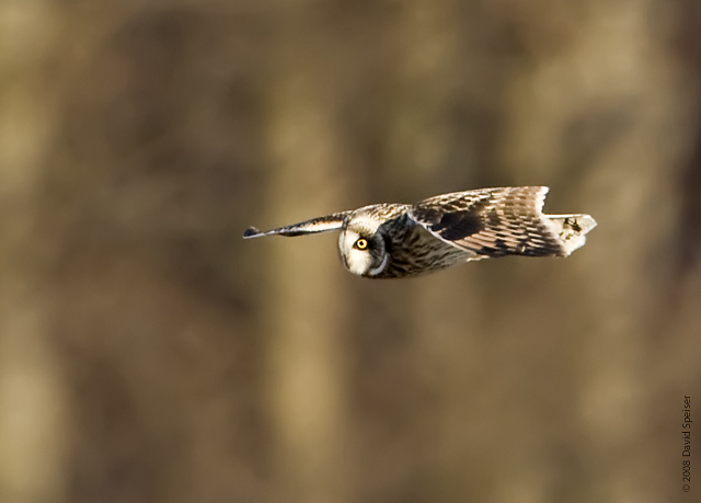 Short-eared Owl