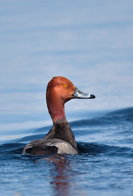 Redhead