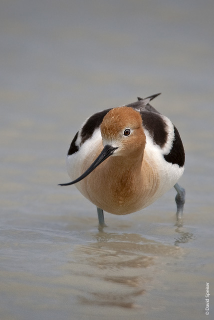 American Avocet