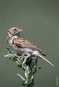 Baird's Sparrow