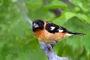 Black-headed Grosbeak