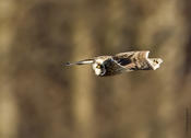 Short-eared Owl