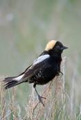 Bobolink