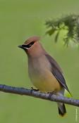 Cedar Waxwing