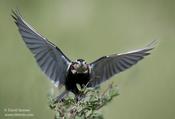 Chestnut-collared Longspur