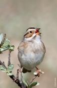 Clay-Colored Sparrow Singing