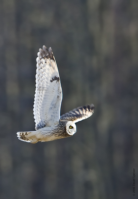 Short-eared Owl