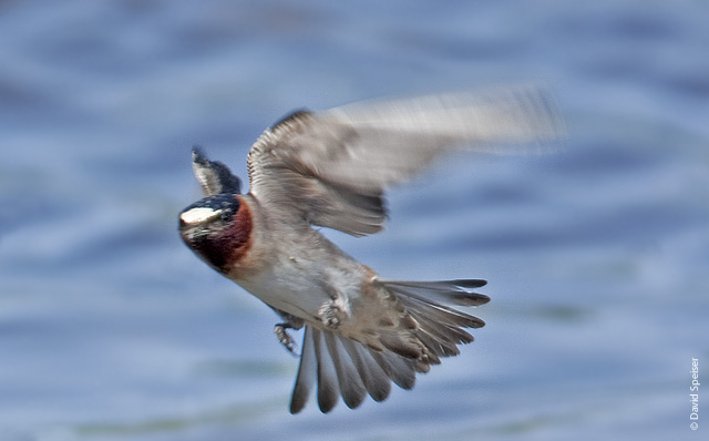 Cliff Swallow