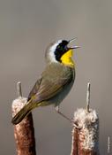 Common Yellowthroat