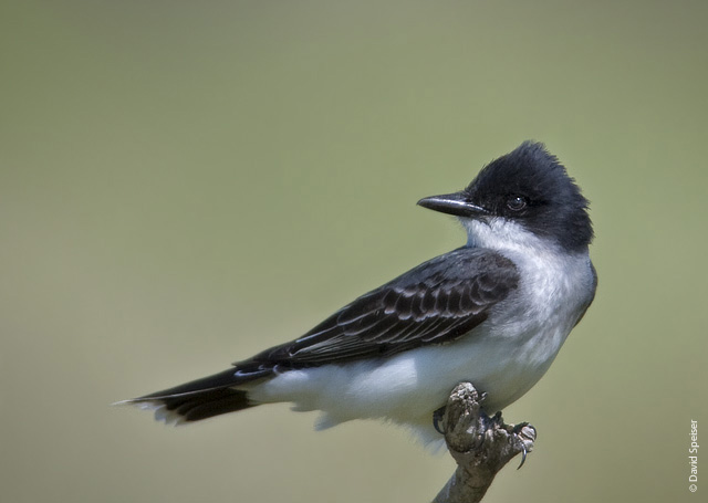 Eastern Kingbird