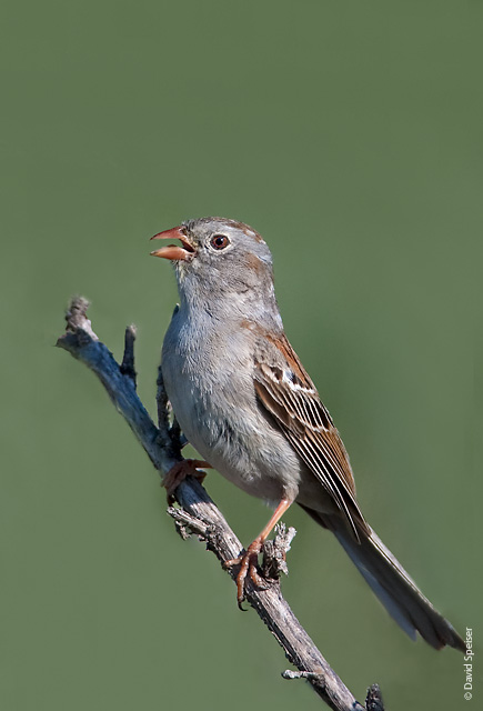 Field Sparrow Singing