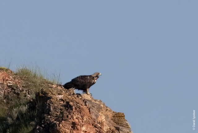 Golden Eagle