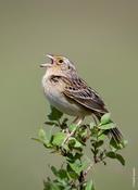 Grasshopper Sparrow Singing