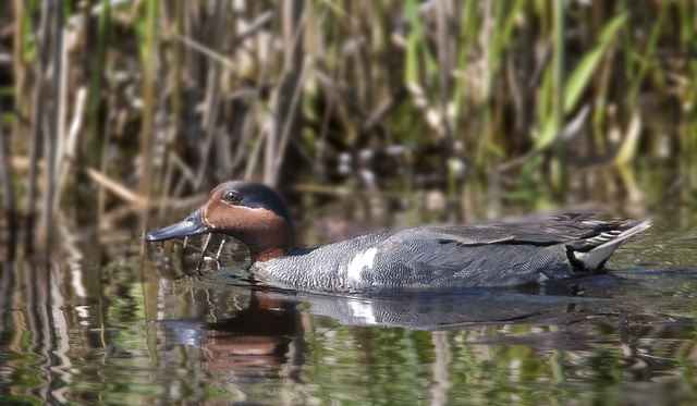 Green-winged Teal