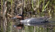 Green-winged Teal