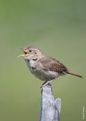 House Wren