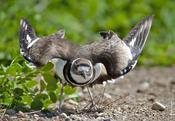 Killdeer