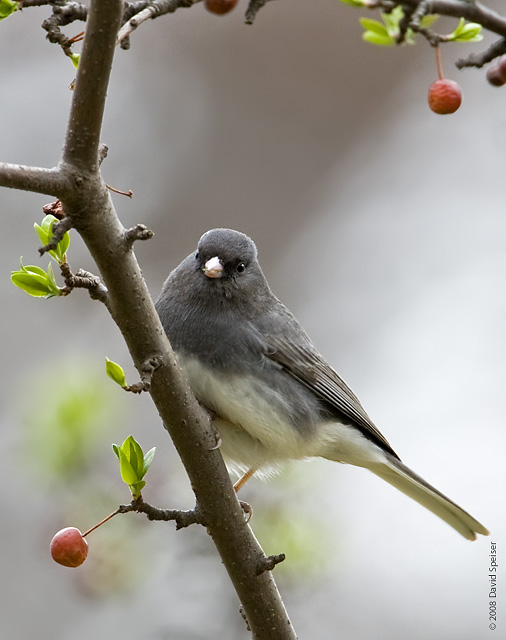 Dark-eyed Junco