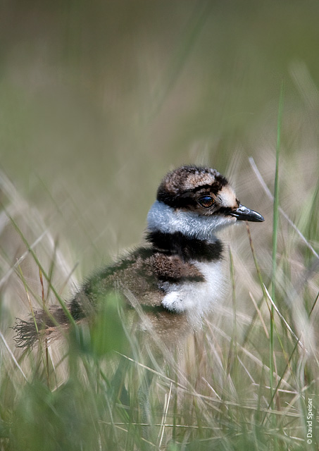 Killdeer Chick