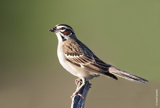 Lark Sparrow