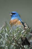 Lazuli Bunting