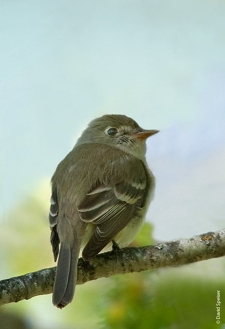 Least Flycatcher