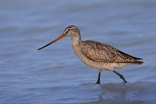 Marbled Godwit