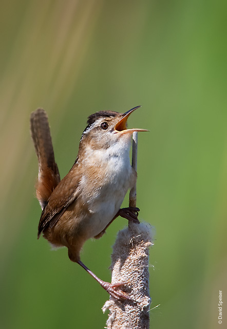 Marsh Wren