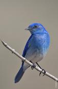 Mountain Bluebird