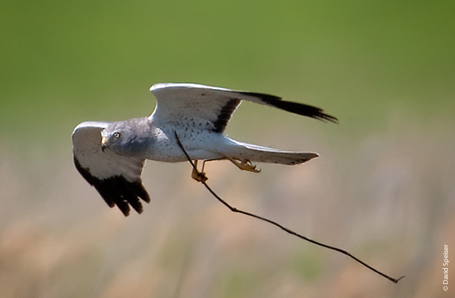 Northern Harrier with Nesting Material