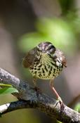 Northern Waterthrush