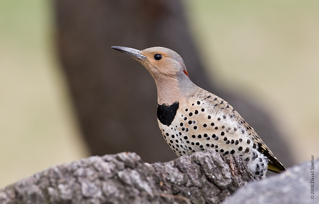 Northern Flicker