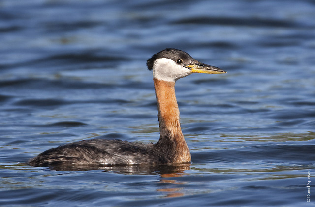 Red-necked Grebe