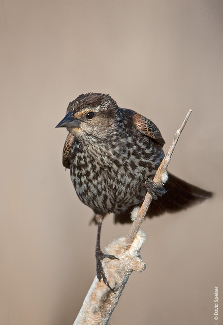 Red-winged Blackbird (female)