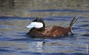 Ruddy Duck