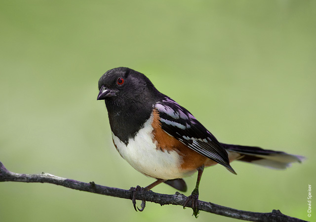 Spotted Towhee