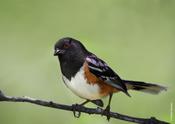 Spotted Towhee