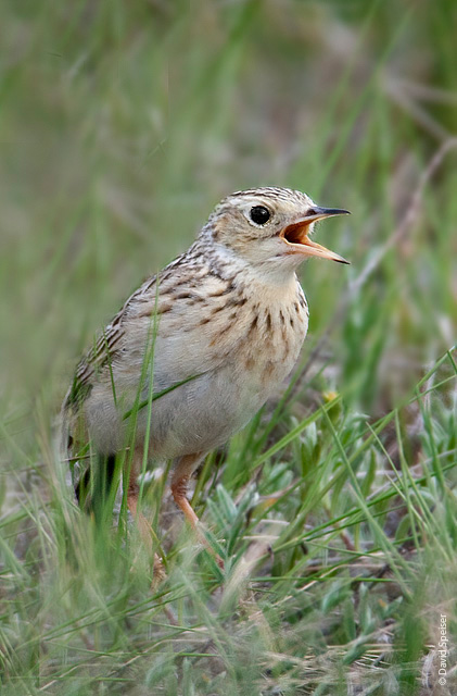 Sprague's Pipit