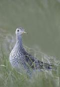 Upland Sandpiper