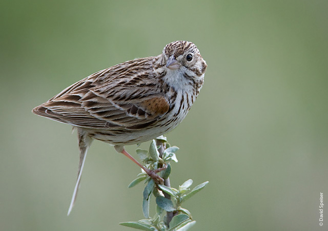 Vesper Sparrow