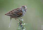 Vesper Sparrow