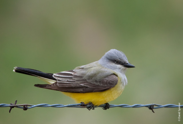 Western Kingbird