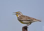 Western Meadowlark Singing