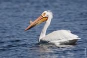 White Pelican